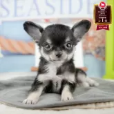 チワワ(ロング)