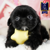 ペキズー(ペキニーズ×シーズー)