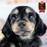 ミニチュアダックスフンド(ロング)