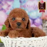 トイプードル(トイ)