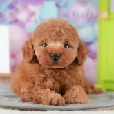 トイプードル(トイ)