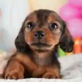 カニンヘンダックスフンド(ロング)【茨城県・女の子・2024年11月10日・シェーデッドレッド】の写真1「🐶全頭総額表示(接種済ワクチン代・マイクロチップ代・健康診断料込)」