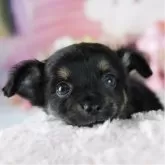 チワワ(ロング)【茨城県・女の子・2025年4月1日・ブラックタン】の写真1「🐶全頭総額表示(接種済ワクチン代・マイクロチップ代・健康診断料込)」