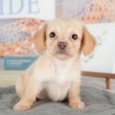 チワックス(チワワ×ダックスフンド)