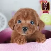 トイプードル(トイ)