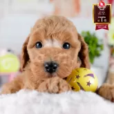 トイプードル(トイ)