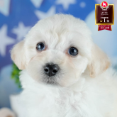 トイプードル(トイ)