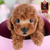 トイプードル(トイ)