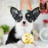 チワワ(ロング)