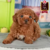 タイニープードル