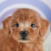 トイプードル(トイ)【茨城県・男の子・2025年3月10日・レッド】の写真1「🐶全頭総額表示(接種済ワクチン代・マイクロチップ代・健康診断料込)」