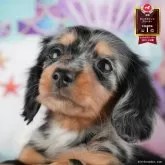 ミニチュアダックスフンド(ロング)【茨城県・女の子・2025年9月8日・シルバーダップル】の写真1「🐶全頭総額表示(接種済ワクチン代・マイクロチップ代・健康診断料込)」