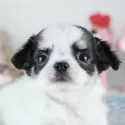 チワワ(ロング)