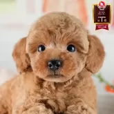 トイプードル(トイ)