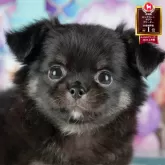 チワワ(ロング)