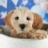 マルプー(マルチーズ×トイプードル)【茨城県・女の子・2024年12月27日・アプリコット】の写真1「🐶全頭総額表示(接種済ワクチン代・マイクロチップ代・健康診断料込)」