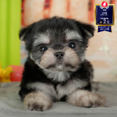 チワマル(マルチーズ×チワワ)