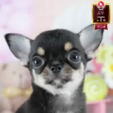 チワワ(スムース)