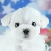 マルチーズ