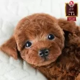 トイプードル(トイ)