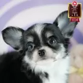 チワワ(ロング)