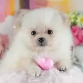 ポメラニアン