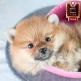 ポメラニアン
