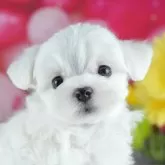 マルチーズ