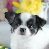 チワワ(ロング)
