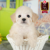 トイプードル(トイ)