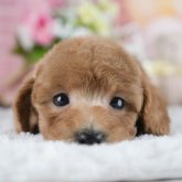 トイプードル(トイ)