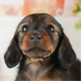 カニンヘンダックスフンド(ロング)【茨城県・女の子・2024年12月4日・シェーデッドレッド】の写真1「🐶全頭総額表示(接種済ワクチン代・マイクロチップ代・健康診断料込)」