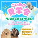 マルプー(マルチーズ×トイプードル)【茨城県・男の子・2025年5月23日・アプリコット】の写真2「✨たくさんのワンちゃんと会える2日間🎉 見学だけも大歓迎！運命の子を探しに来てね💕」