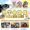 チワワ(ロング)【茨城県・女の子・2025年4月1日・ブラックタン】の写真2「7/12(土)13(日)50頭以上のワンちゃんの中から運命の出会いを見つけてみませんか？🐾」