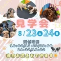 ポメラニアン【茨城県・男の子・2025年6月16日・オレンジ】の写真2「8/23(土)24(日)見学会開催⭐未掲載のワンちゃん参加する50頭以上の大型見学会🐾」