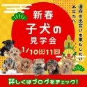 トイプードル(トイ)【茨城県・女の子・2025年11月4日・レッド】の写真2「1/10(土)11(日)新春大型見学会開催🌞未掲載のワンちゃんも参加」
