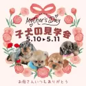 ミニチュアダックスフンド(ロング)【茨城県・女の子・2026年3月15日・ブラック&タン】の写真2「5/9㈯10㈰母の日子犬の見学会💐ご予約受付中🐾」