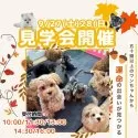 トイプードル(トイ)【茨城県・男の子・2025年6月9日・レッド】の写真2「9/27(土)28(日)は未掲載のワンちゃんも参加をする大型見学会です🌻」