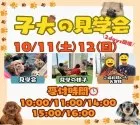 ミニチュアダックスフンド(ロング)【茨城県・男の子・2025年8月16日・チョコレート&タン】の写真2「10/11(土)12(日)は未掲載のワンちゃんも参加をする大型見学会です🌻」