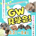 トイプードル(トイ)【茨城県・女の子・2026年3月9日・クリーム】の写真2「5/3㈰4日㈪ GW“超特別”BIG見学会 ✨ＧＷ後にお迎えも可能📣」