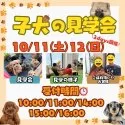 トイプードル(トイ)【茨城県・男の子・2025年8月5日・レッド】の写真2「10/11(土)12(日)は未掲載のワンちゃんも参加をする大型見学会です🌻」