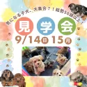 シーズー【茨城県・男の子・2025年6月17日・ゴールド&ホワイト】の写真2「9/14㈰15㈪🍁気になる子全部見れる！未掲載の子犬も参加する大規模見学会で運命の出会い探し🌟」