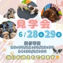 タイニープードル【茨城県・男の子・2025年4月1日・レッド】の写真2「6/28(土)29(日)50頭以上のワンちゃんの中から運命の出会いを見つけてみませんか？」
