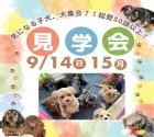 ポメマル(マルチーズ×ポメラニアン)【茨城県・女の子・2025年7月16日・クリーム】の写真2「9/14㈰15㈪🍁気になる子全部見れる！未掲載の子犬も参加する大規模見学会で運命の出会い探し🌟」