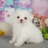 チワマル(マルチーズ×チワワ)【茨城県・男の子・2025年8月22日・ホワイト】の写真3「お気に入り登録で[未公開のお写真]や[お得なクーポン]など限定情報を配信中！今すぐお気に入り登録🔥」