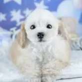 トイプードル(トイ)【茨城県・男の子・2025年8月29日・アプリコット】の写真3「お気に入り登録で[未公開のお写真]や[お得なクーポン]など限定情報を配信中！今すぐお気に入り登録🔥」