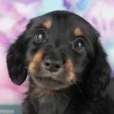 ミニチュアダックスフンド(ロング)【茨城県・男の子・2025年8月6日・ブラック&タン】の写真3「お気に入り登録で[未公開のお写真]や[お得なクーポン]など限定情報を配信中！今すぐお気に入り登録🔥」