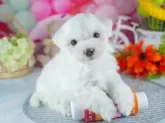 マルチーズ【茨城県・男の子・2025年7月24日・ホワイト】の写真4「茨城県内でわんちゃんの掲載数No.1!!🌟たくさんの子から出会いを見つけてください💖」