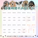 チワックス(チワワ×ダックスフンド)【茨城県・女の子・2025年5月28日・レッド】の写真5「定休日無し🌟ご見学は18時まで可能です🐶」