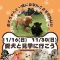 チワマル(マルチーズ×チワワ)【茨城県・女の子・2025年8月22日・ブラックタン】の写真5「愛犬同伴見学可能日です⭐もちろん！今ワンちゃんを飼育されていなくても見学OKです💓」